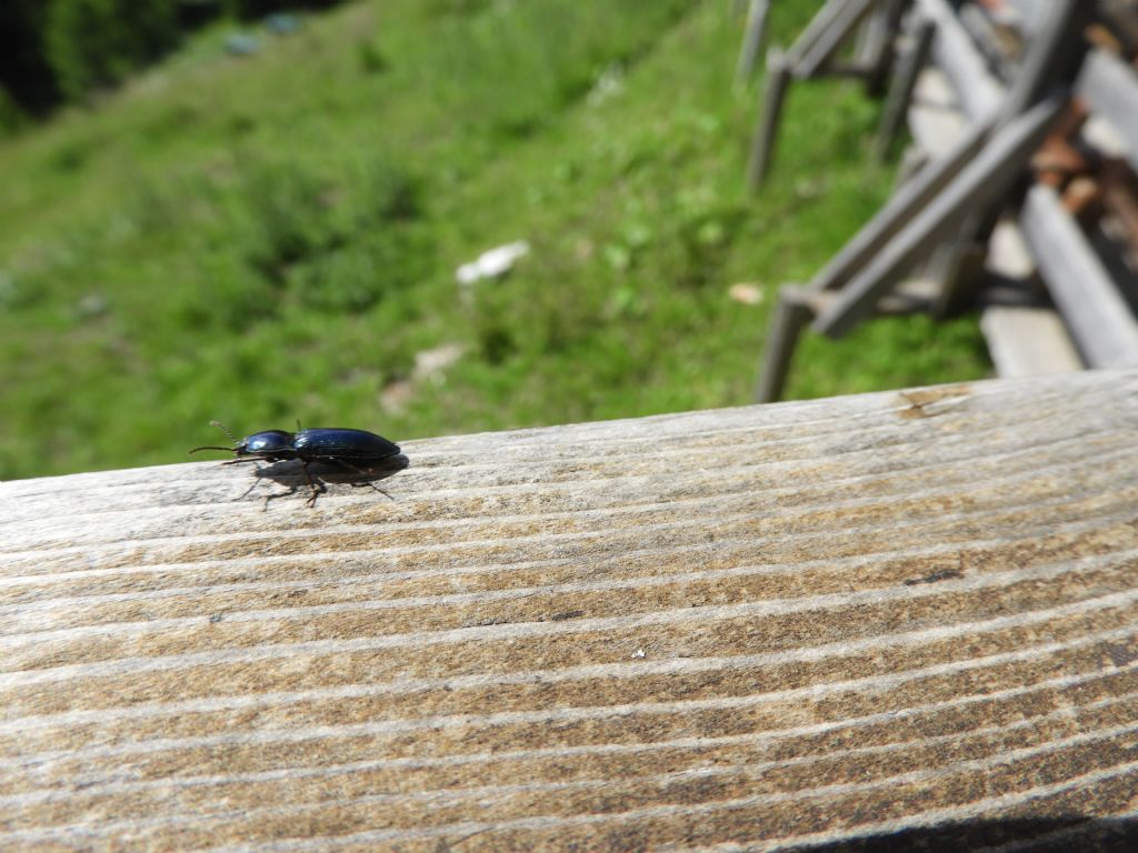 Elateride Monte Lussari. Selatosomus cfr. amplicollis